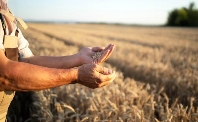 Manos sosteniendo trigo en un campo de cultivo